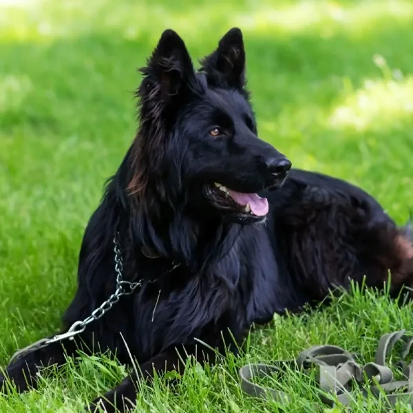 Groenendael adulto de pelo largo negro descansando en el jardín