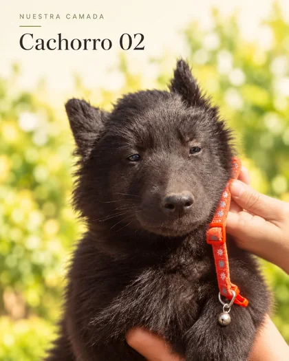 Cachorro Groenendael 02 con collar naranja