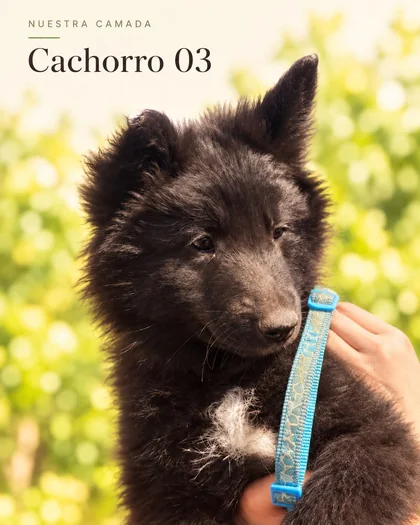 Cachorro Groenendael 03 con collar celeste