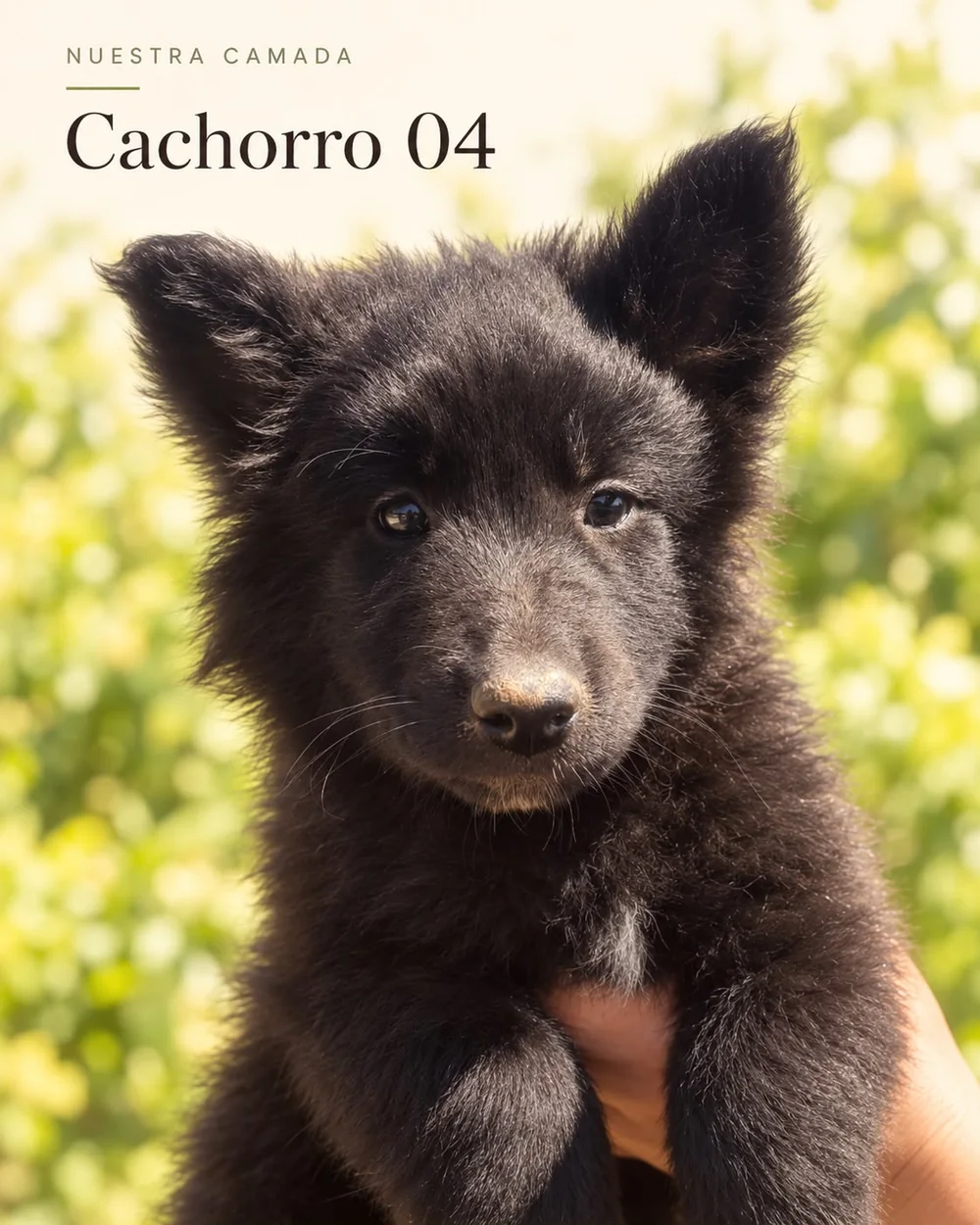 Retrato del cachorro Groenendael identificado en la fotografía como Cachorro 04