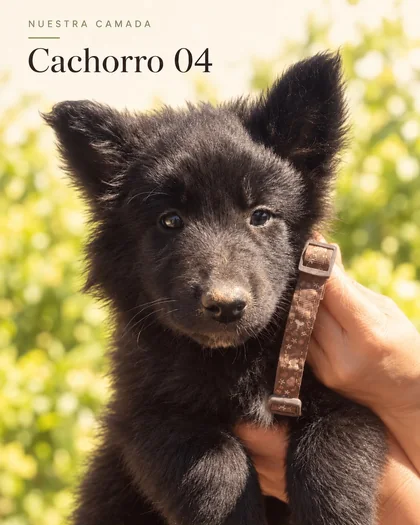 Cachorro Groenendael 04 con collar marrón
