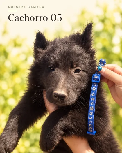 Cachorro Groenendael 05 con collar azul