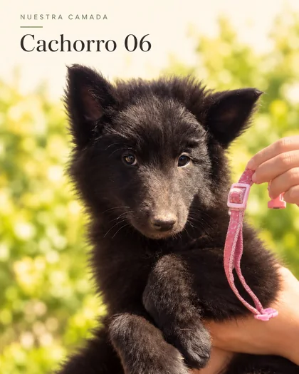Cachorro Groenendael 06 con collar rosado