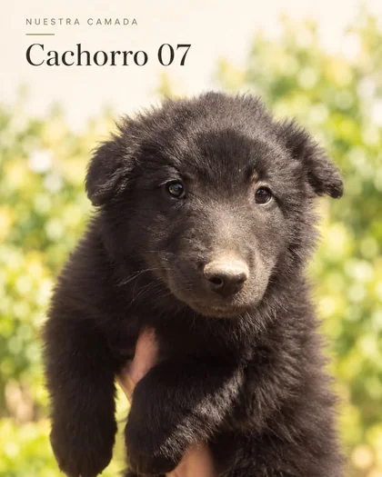 Retrato de Cachorro Groenendael 07