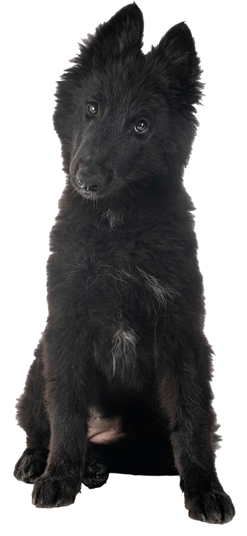 Cachorro Pastor Belga Groenendael sentado, con las orejas erguidas