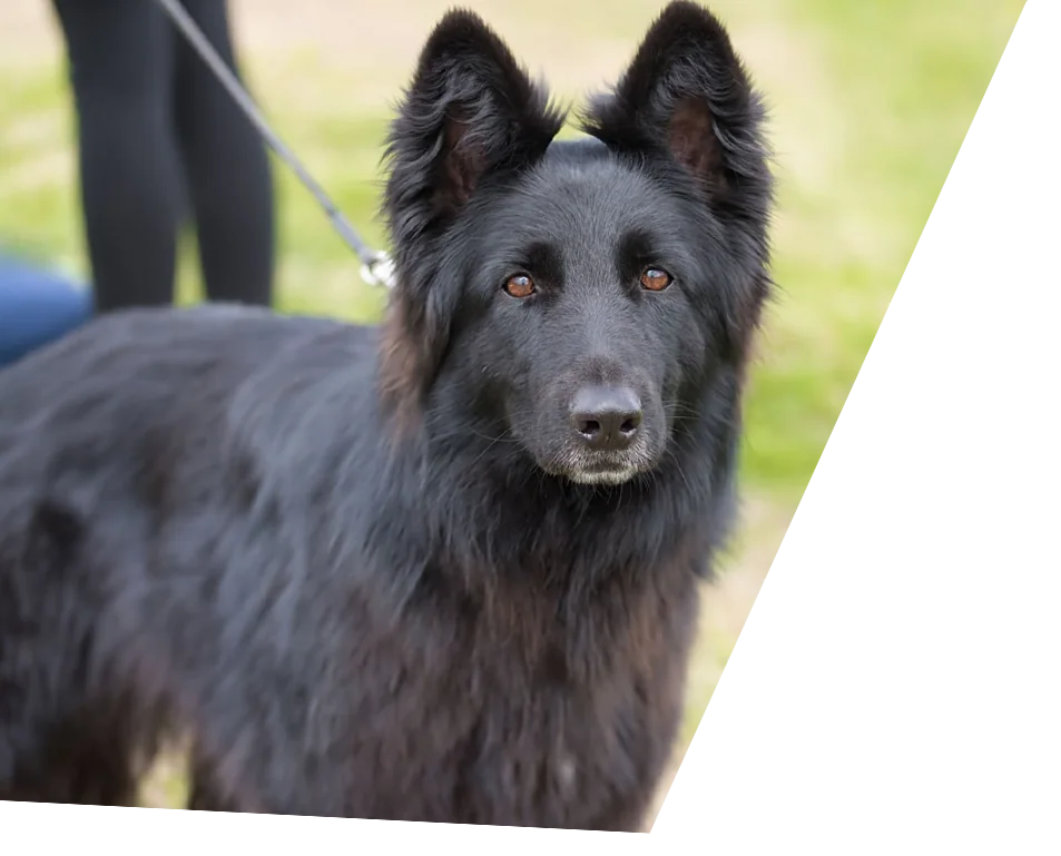 Retrato de Pastor Belga Groenendael adulto