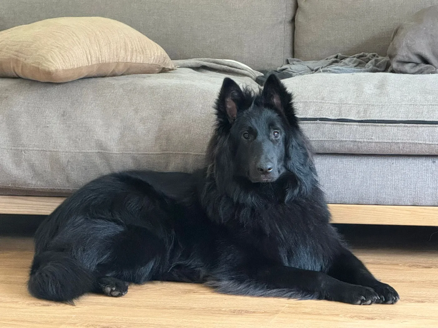 Pastor Belga Groenendael descansando en casa junto a un sofá