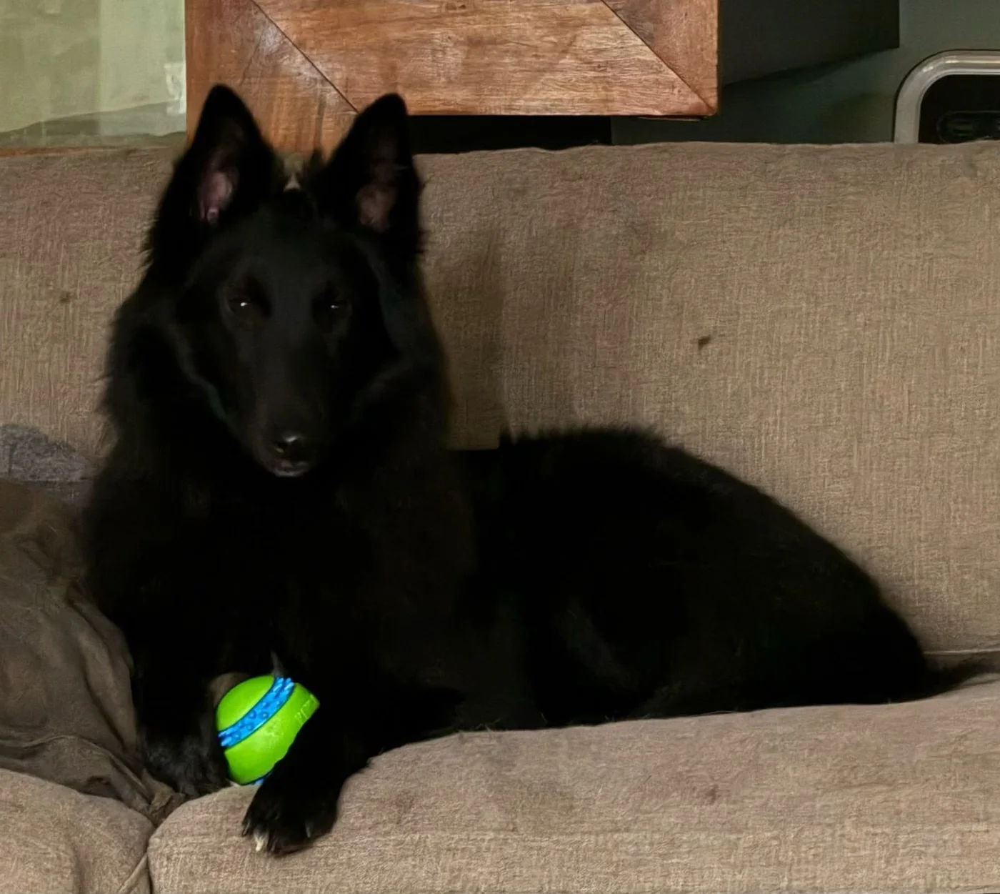 Groenendael en el sofá junto a una pelota